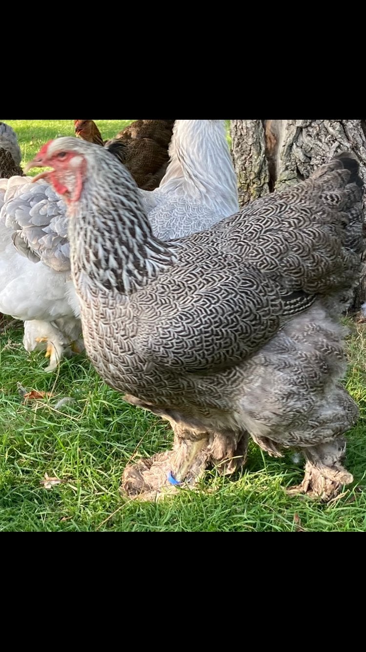 2 brahma groothoender hennen meerzomig zilverpatrijs, Dieren en Toebehoren, Pluimvee, Vrouwelijk, Kip