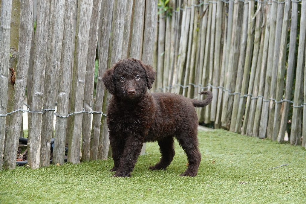 Magnifiques chiots Labradoodle Medium chocolat avec pedigree, 15 semaines à 1 an, Maladie de Carré (chiens), Autres races, Éleveur | Professionnel