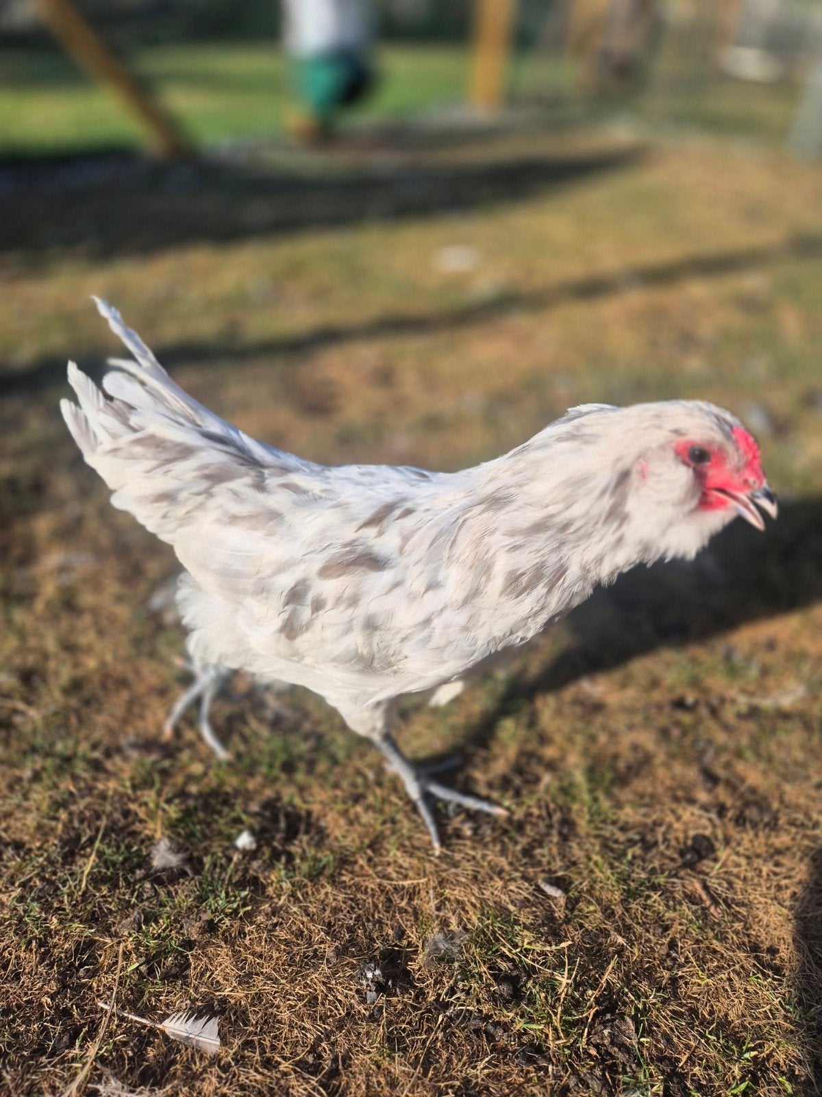 Gratis haantjes, Animaux & Accessoires