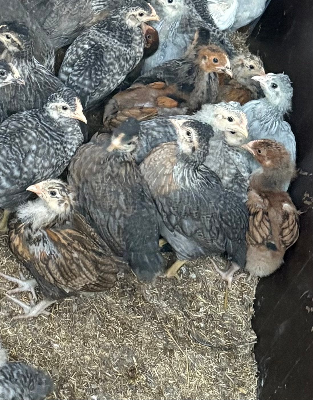 Kuikens, Dieren en Toebehoren, Pluimvee, Meerdere dieren, Kip