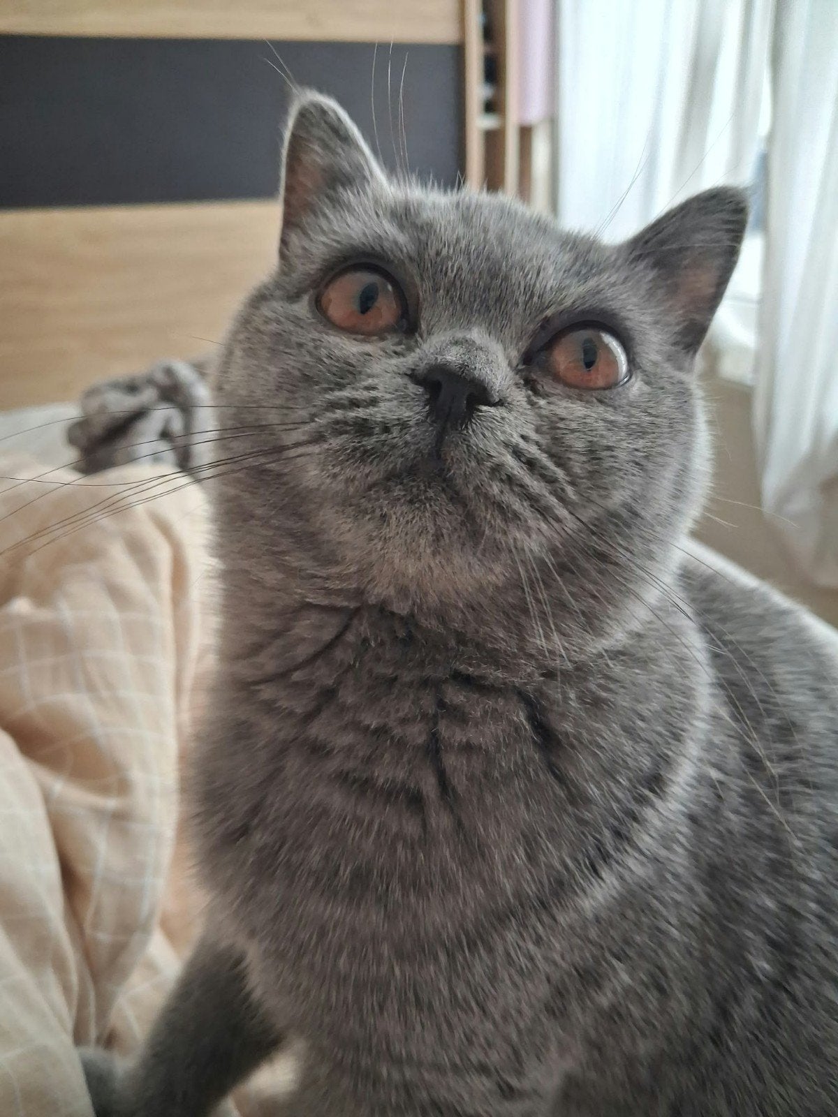 British shorthair, Poes, Met stamboom, 0 tot 2 jaar