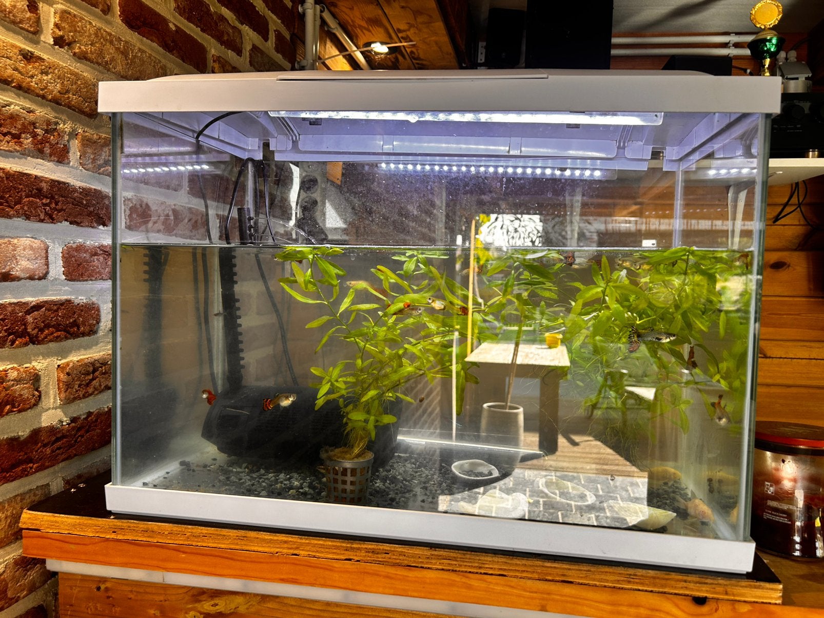 Aquarium met vissen, pomp, verwarming, Dieren en Toebehoren, Vissen | Aquaria en Toebehoren, Ophalen, Pomp, Zo goed als nieuw