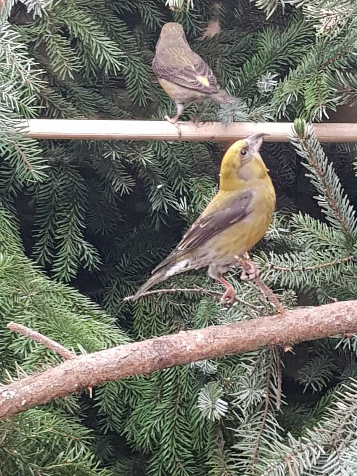 Bec-croisé commun, Animaux & Accessoires, Plusieurs animaux, Oiseau chanteur sauvage