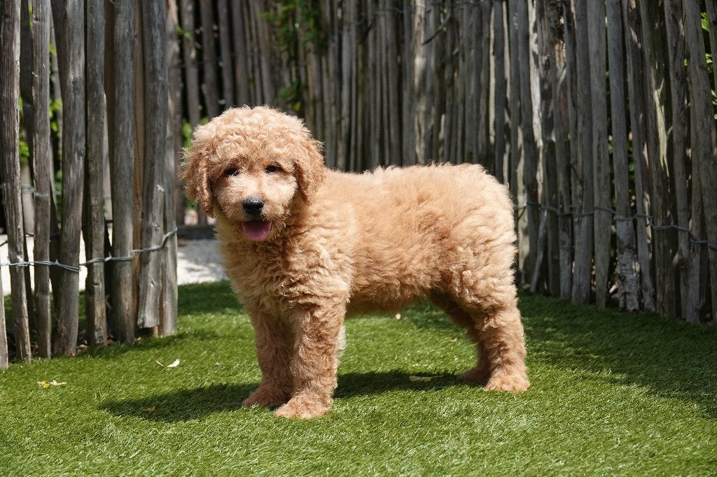 Prachtige abrikoze medium Labradoodle pups, met stamboom, Dieren en Toebehoren, Parvo, België, Overige rassen, 8 tot 15 weken