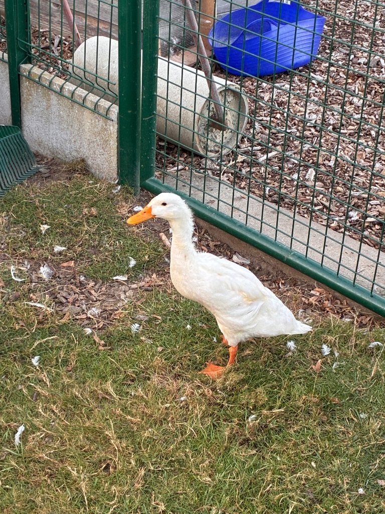 Loopeenden, Dieren en Toebehoren
