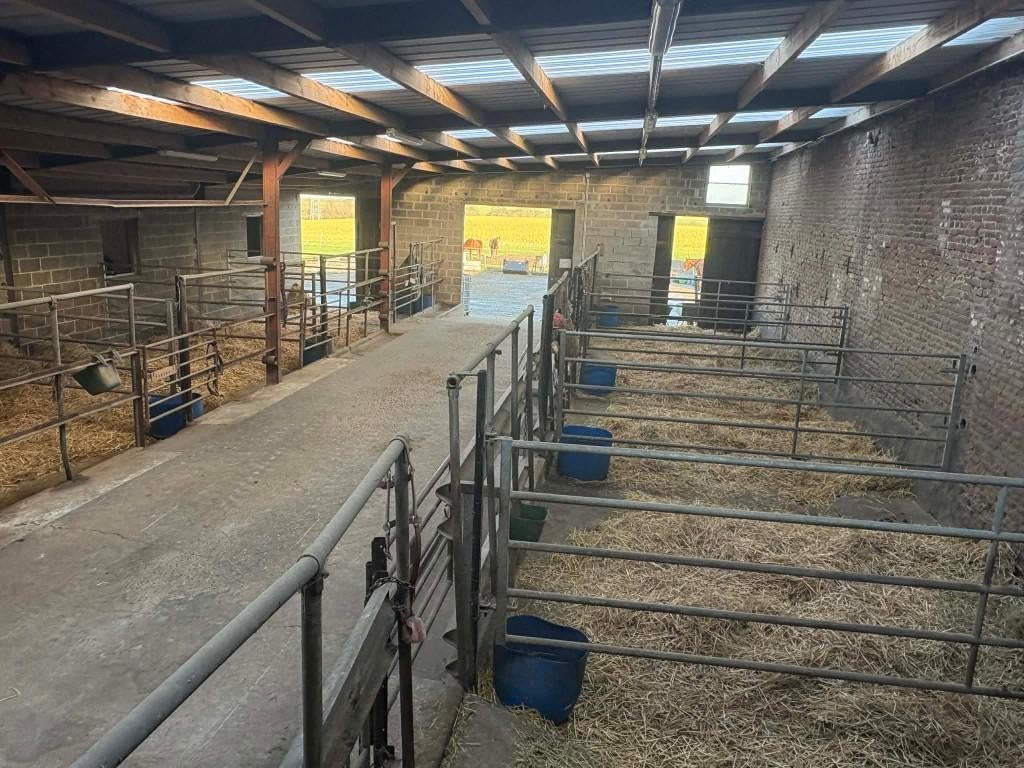 Pension pour chevaux, Animaux & Accessoires, Mise à l'étable, 4 chevaux ou poneys ou plus