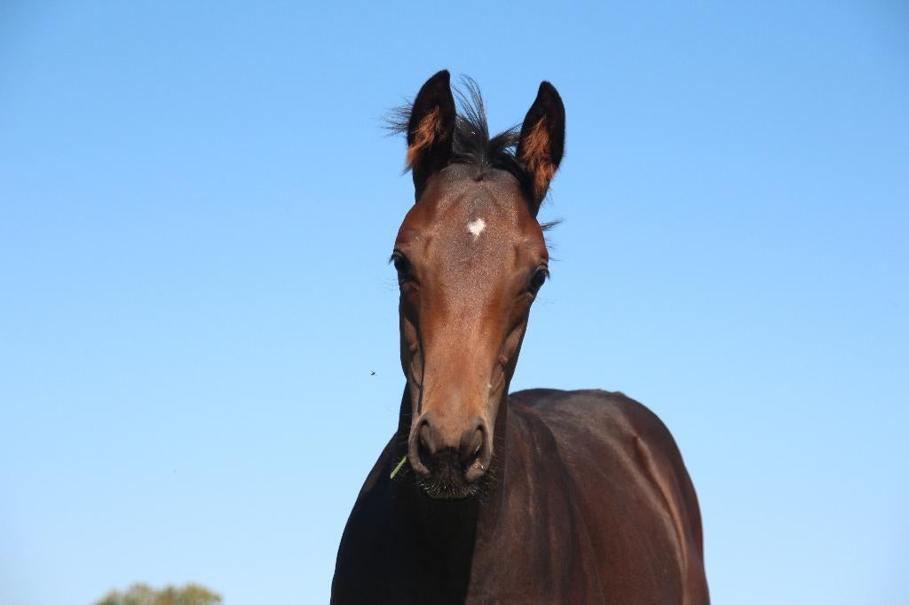 3jarige lieve merrie, Jument, Poney D (1.37 m à 1.48m), Poney de récréation, 3 à 6 ans
