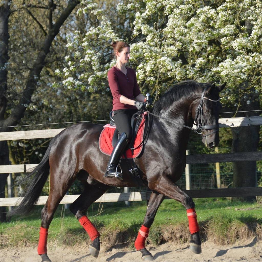Dressuurles en training