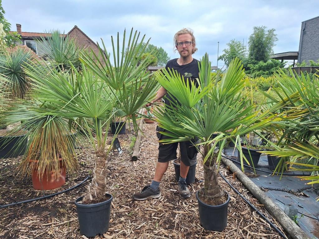 Winterharde palmbomen trachycarpus fortunei, Tuin en Terras, Ophalen