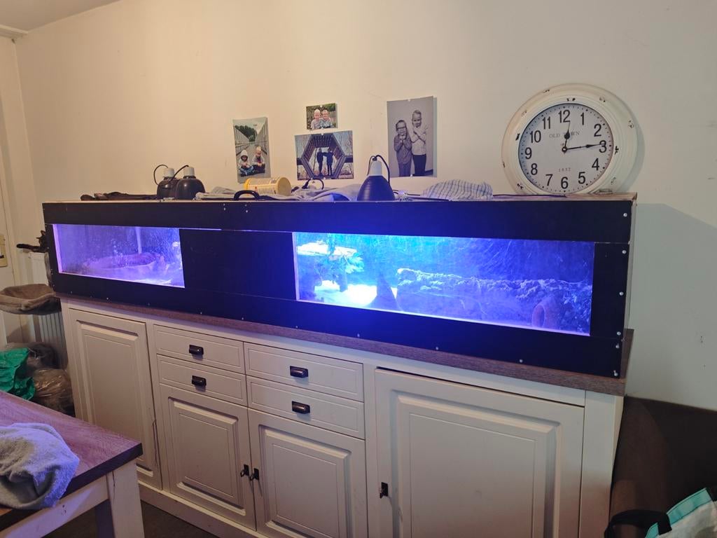Terrarium 250x50x40 + steppevaraan 60/70cm, Dieren en Toebehoren, Ophalen