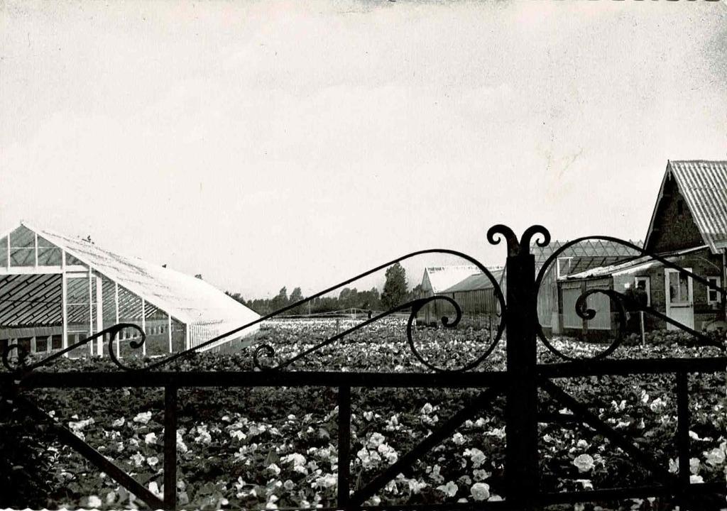 Lochristi - Begoniavelden, Ophalen of Verzenden, 1960 tot 1980, Ongelopen, Oost-Vlaanderen