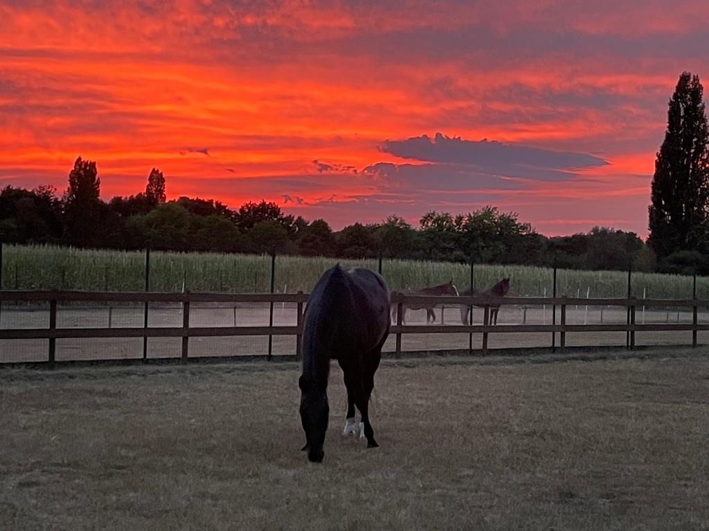 Gratis zuivere paardenmest - vlot bereikbaar met aanhanger, Ophalen, Mest