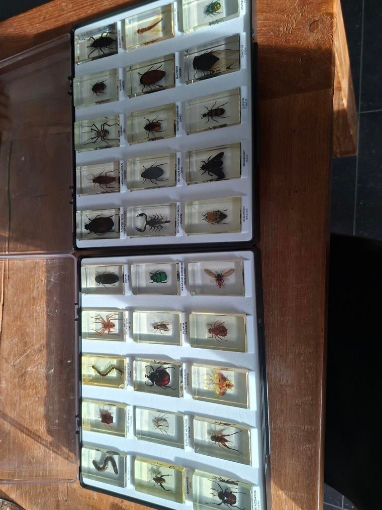Set van  insekten met boek, Ophalen