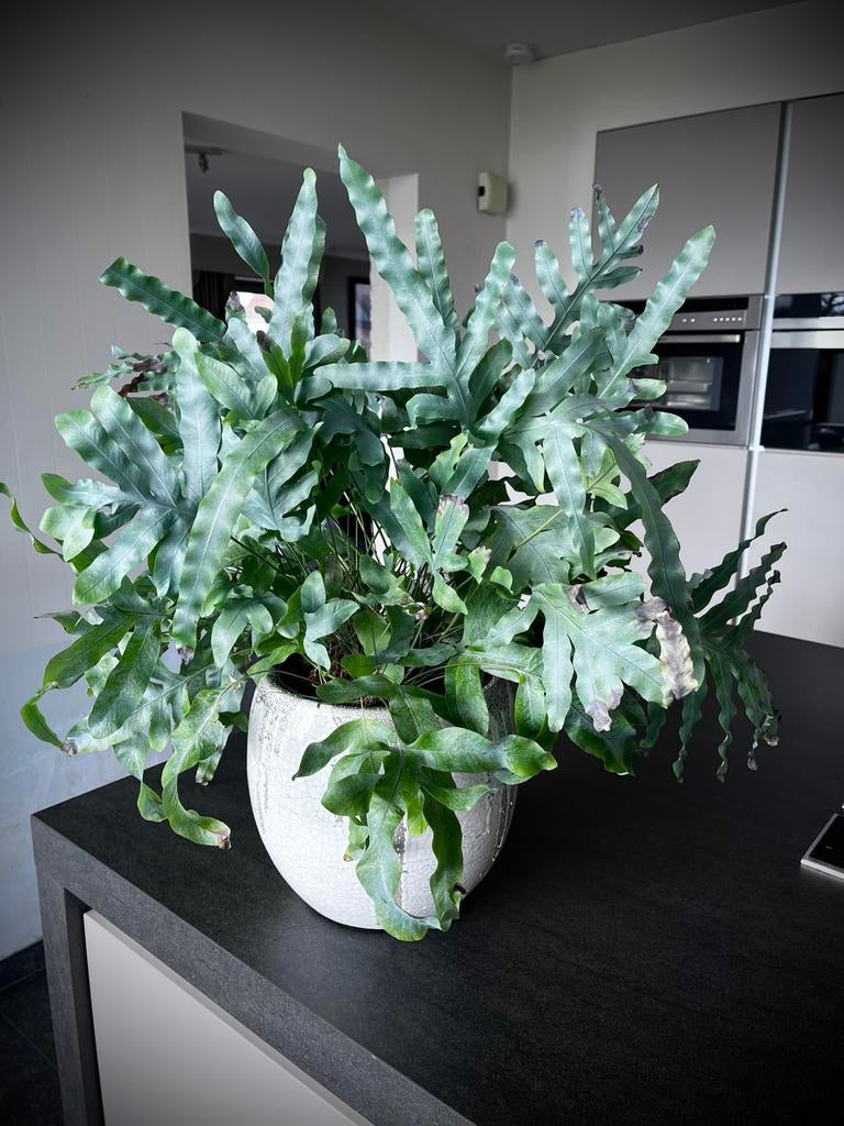 Kamerplant Blauwvaren of ijzervaren, Enlèvement
