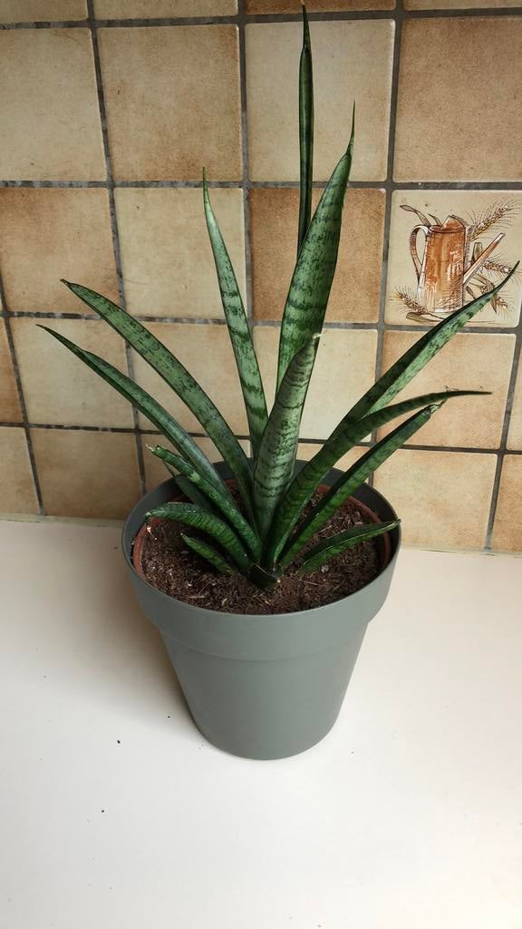 Mooie plant, Ophalen, Overige soorten, Halfschaduw, In pot