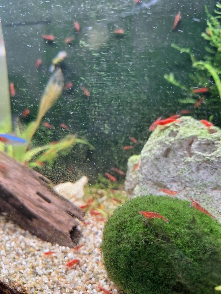 Rode garnaaltjes te koop