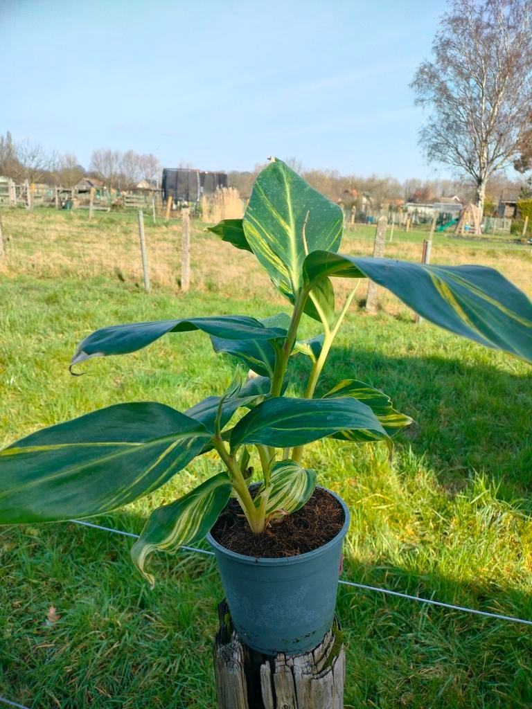 Alpinia Zerumbet, Tuin en Terras, Ophalen