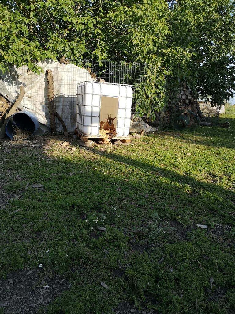 beschutting voor dier, Tuin en Terras, Overkappingen, Ophalen, Gebruikt, Overige typen