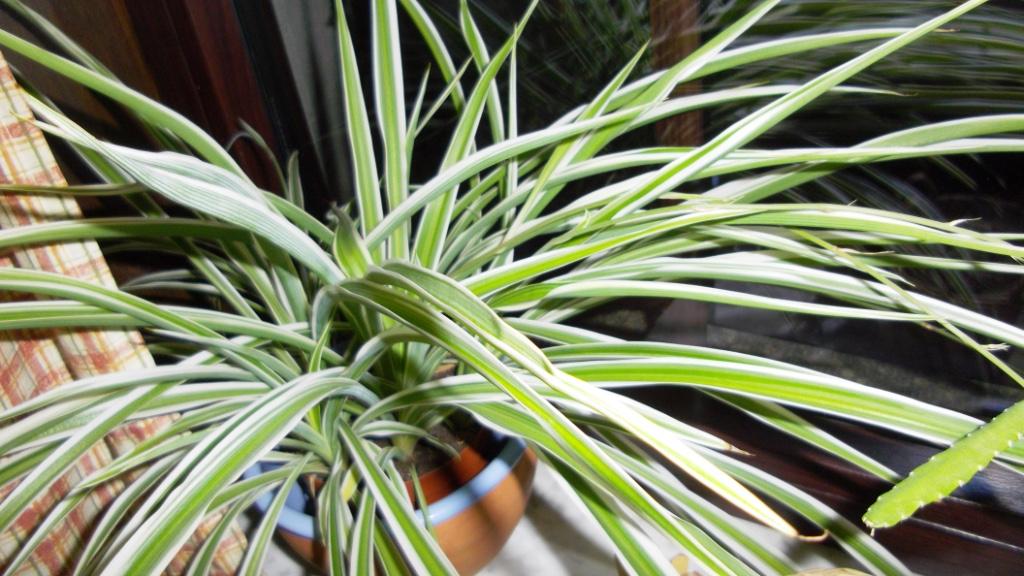 Vliegtuigplant met scheutjes - Chlorofitum, Huis en Inrichting, Bloeiende kamerplant, Ophalen of Verzenden, Halfschaduw