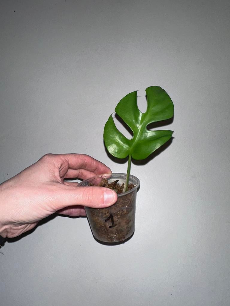 Rhaphidopora tetrasperma stekjes, Groene kamerplant, Ophalen