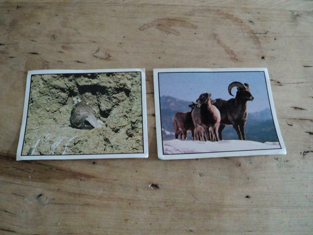PANINI STICKERS WWF te beschermen dieren, Verzamelen, Ophalen of Verzenden