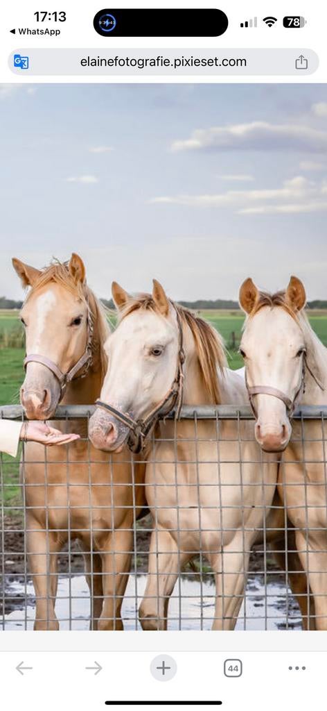 Étalon quart de cheval Amber Champagne, Étalon, Avec puce électronique