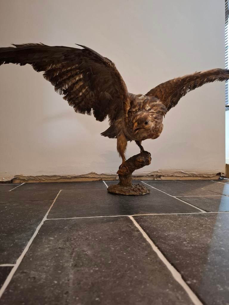 Buizerd taxidermie, Enlèvement