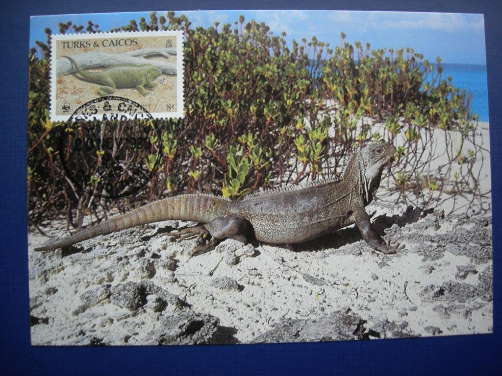 Carte-maxi WWF, Turks & Caicos, Iguane., Envoi, Affranchi