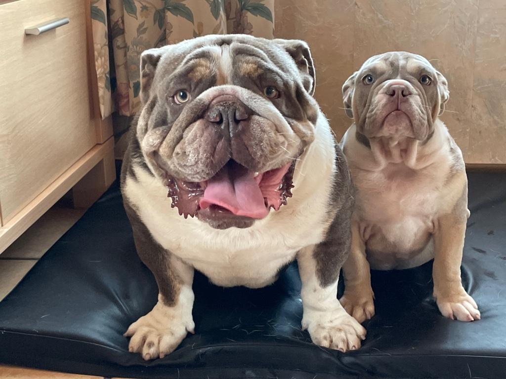 engelse bulldog dekreu, België, HCC (leverziekte), Reu, Bulldog