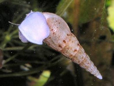 Slanke knobbelhoren, Escargot ou Mollusque, Poisson d'eau douce