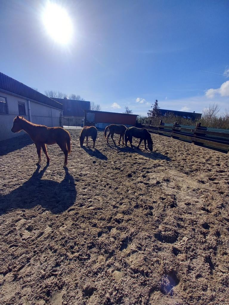 Pony's te koop, Merrie