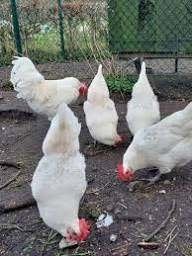 JONGE HANEN POULE DE BRESSE 10 WEKEN, Mannelijk, Kip