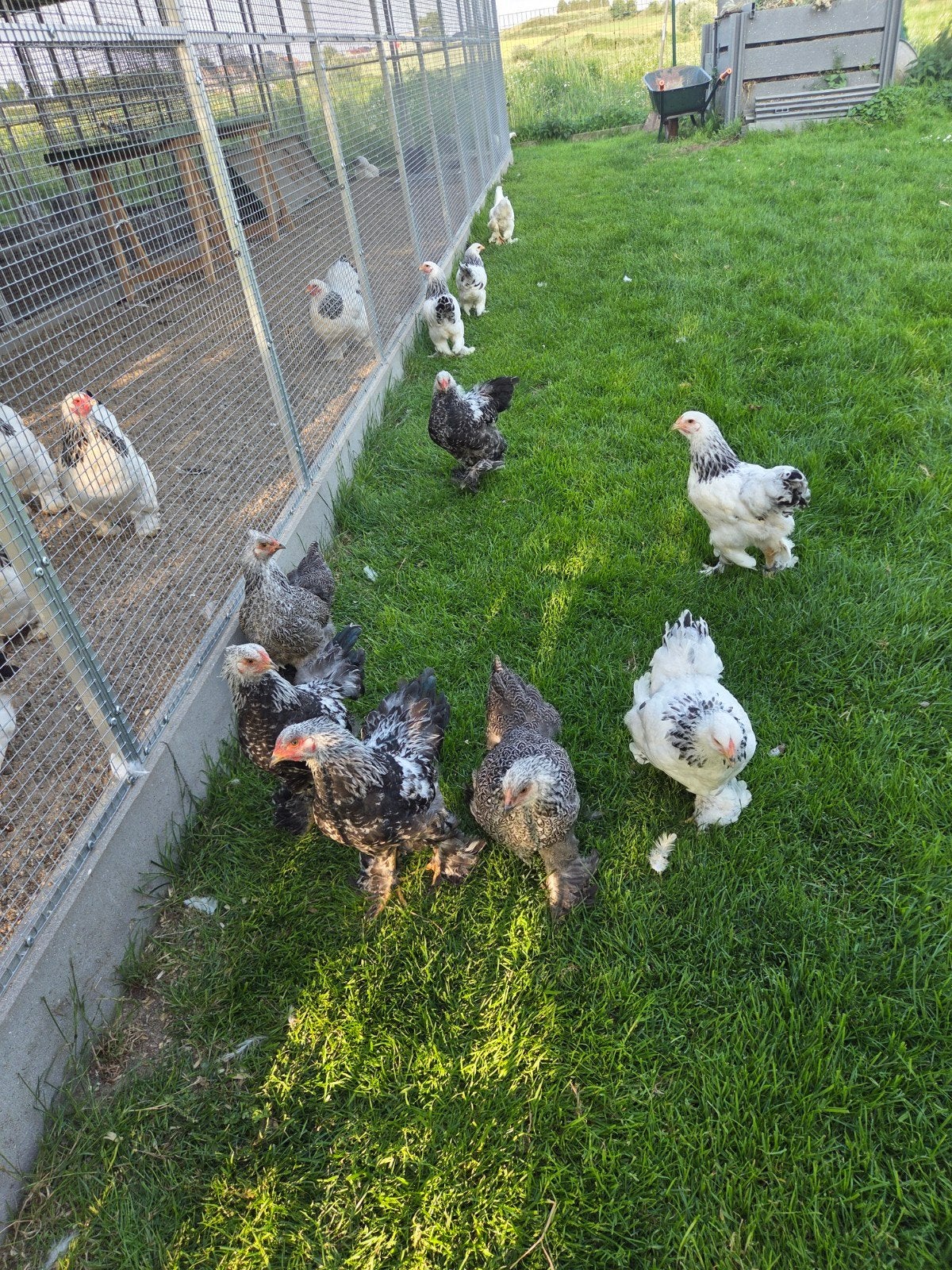 Brahma kriel, Dieren en Toebehoren, Pluimvee
