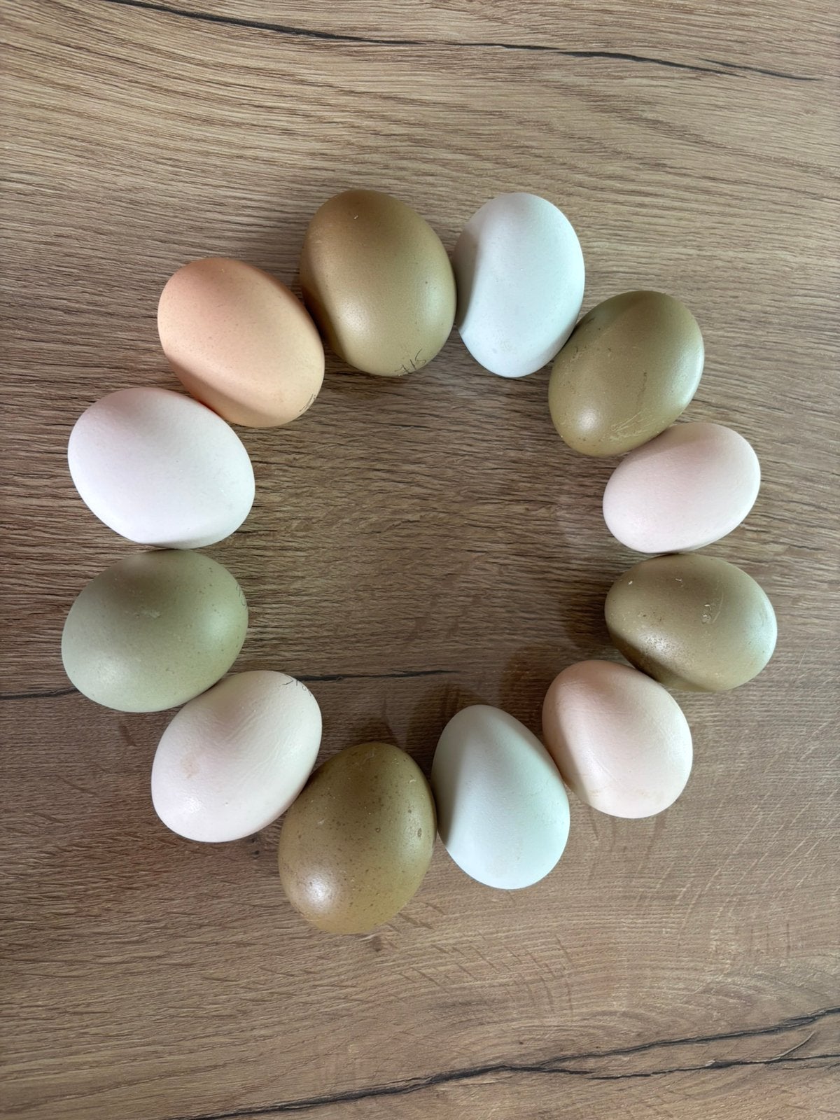 Broedeieren kleurleggers, Kip