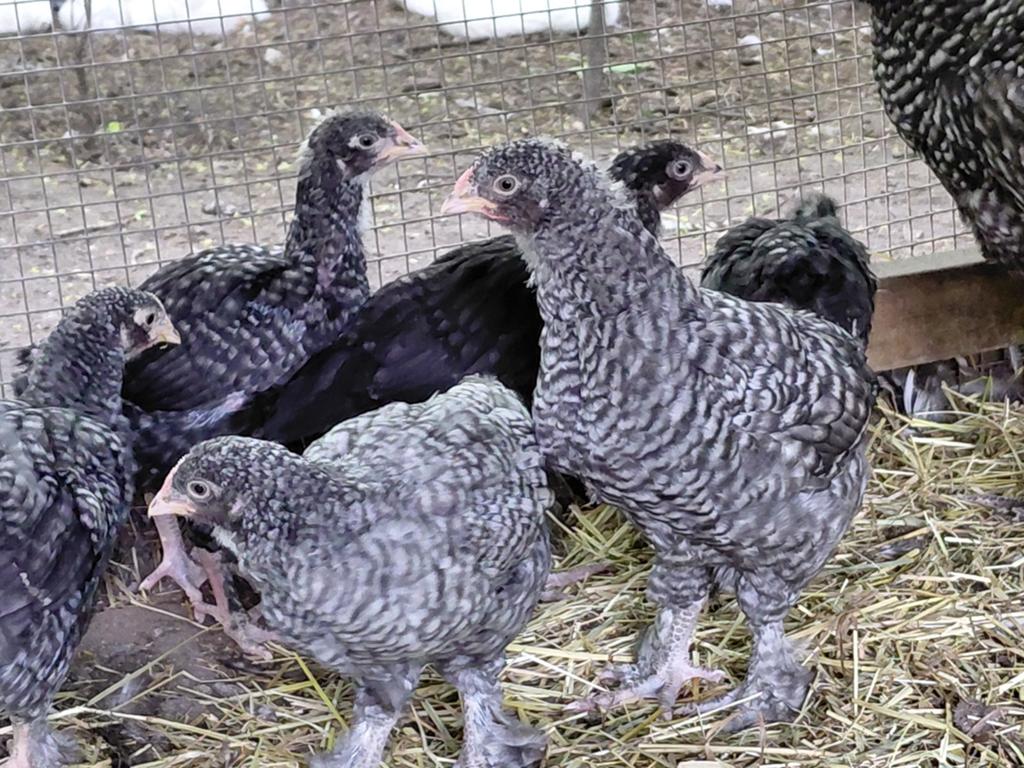 Rasechte Mechelse koekoek kuikens 8 weken oud., Dieren en Toebehoren, Pluimvee