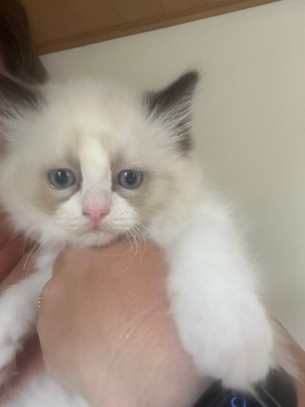 Ragdoll kitten met stamboom., Dieren en Toebehoren, Katten en Kittens | Raskatten | Langhaar, Met stamboom