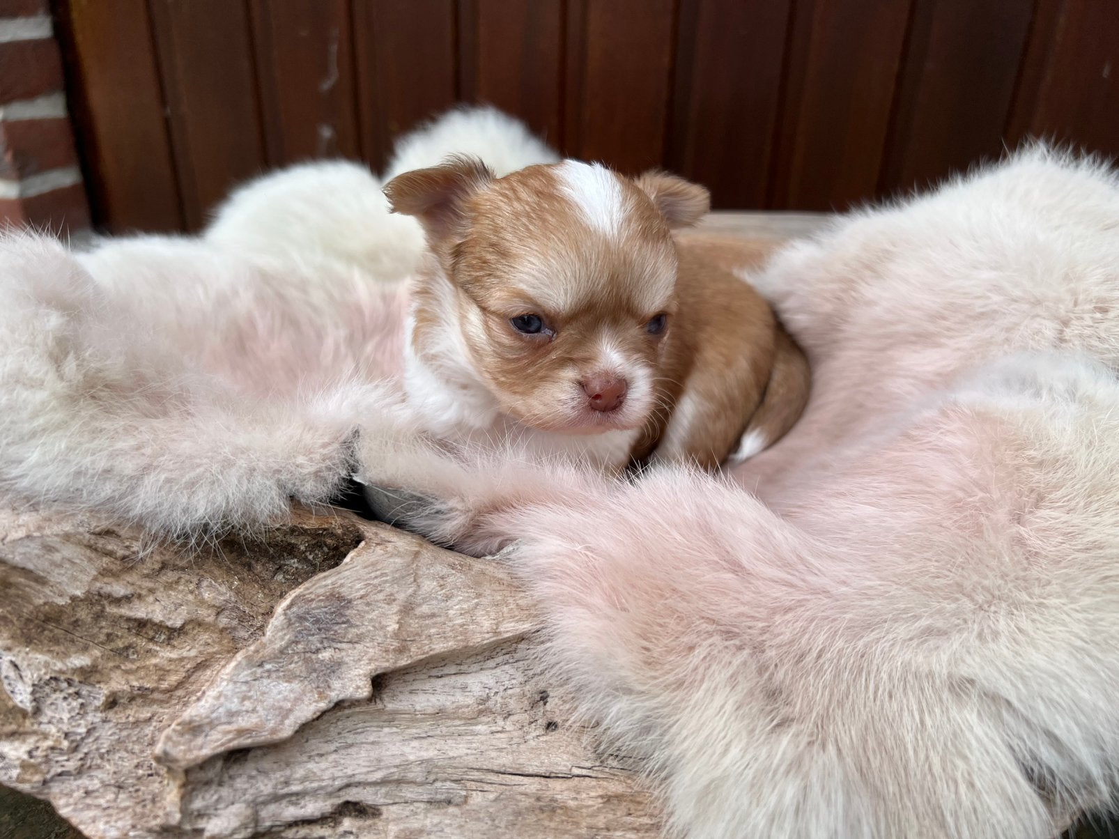 Prachtig klein chihuahua teefje, Animaux & Accessoires, Maladie de Carré (chiens), Chienne, Belgique, 8 à 15 semaines
