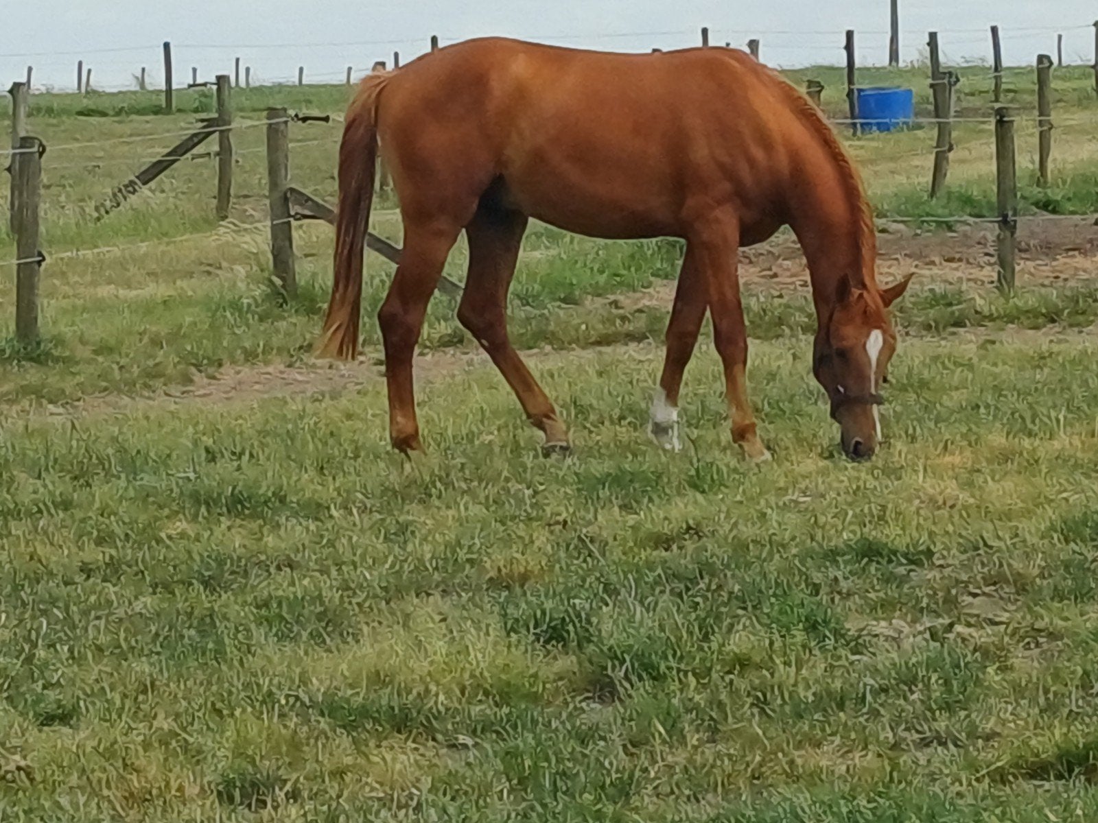 2 jaarse hengst, Hengst