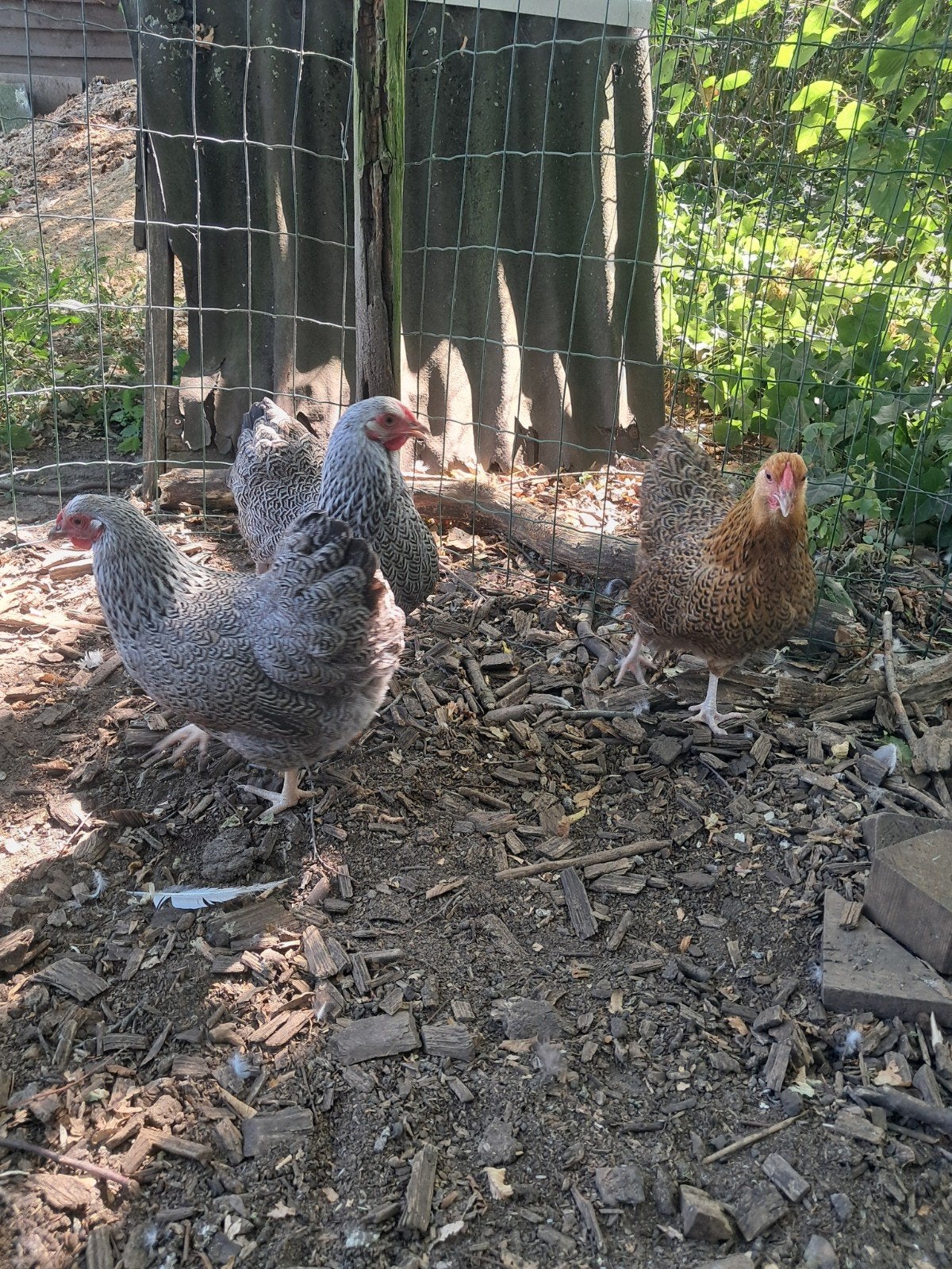 Wyandotte kriel hennen, Dieren en Toebehoren, Pluimvee, Vrouwelijk, Kip