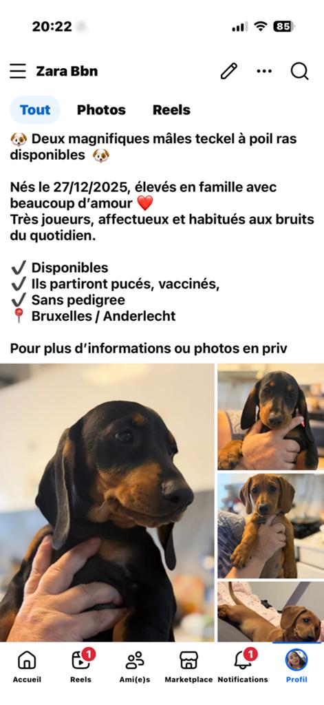 Teckel mal a vendre chiot, Tickets & Billets, Réductions & Chèques cadeaux