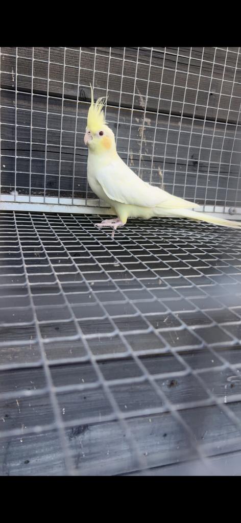 valkparkiet pop, Dieren en Toebehoren, Tam
