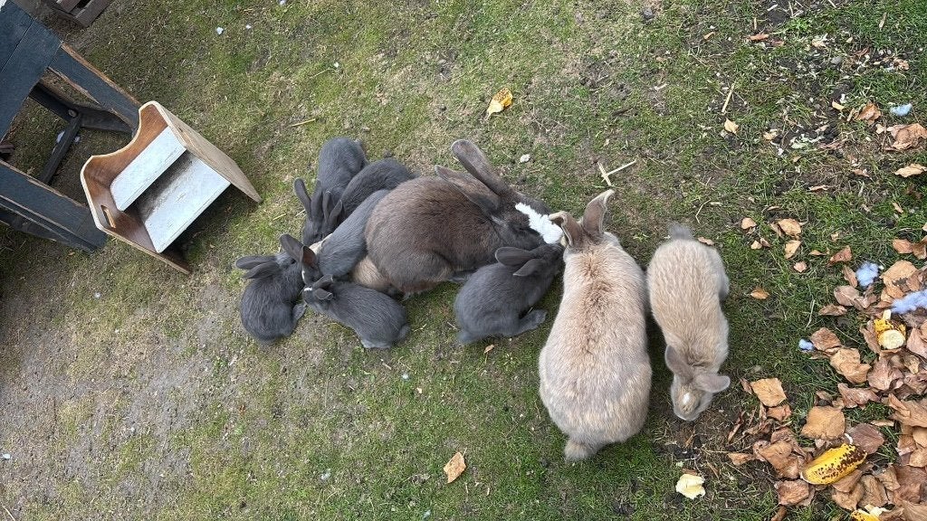 Vlaamse reuzen, Plusieurs animaux, Grand, 0 à 2 ans