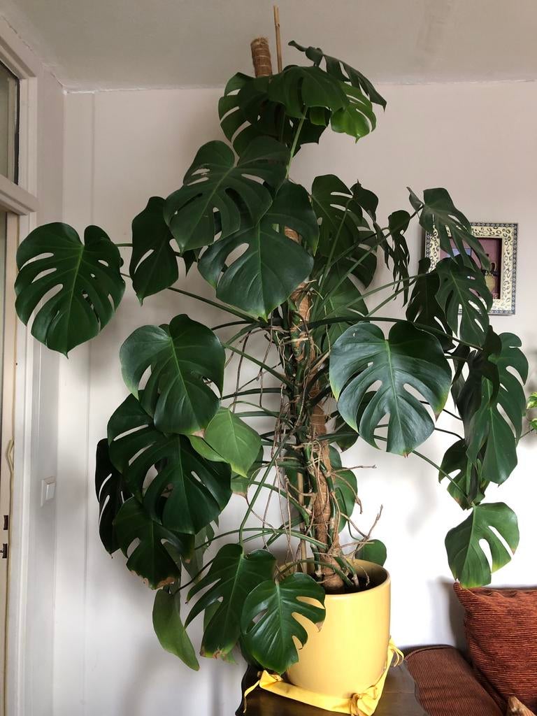 Monstera plant, Autres espèces, En pot, Enlèvement ou Envoi, 100 à 150 cm