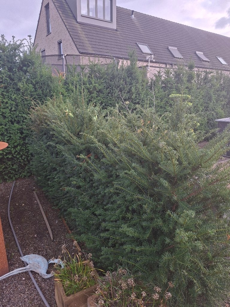Taxus baccata, Ophalen, Taxus, Haag, 100 tot 250 cm