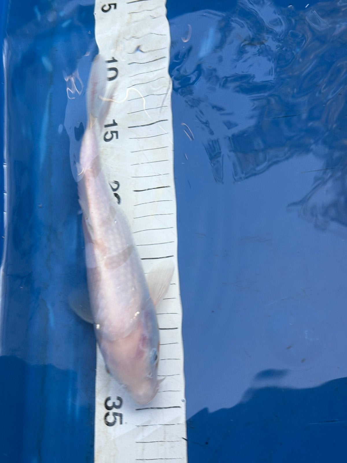Gratis 20 cm koi