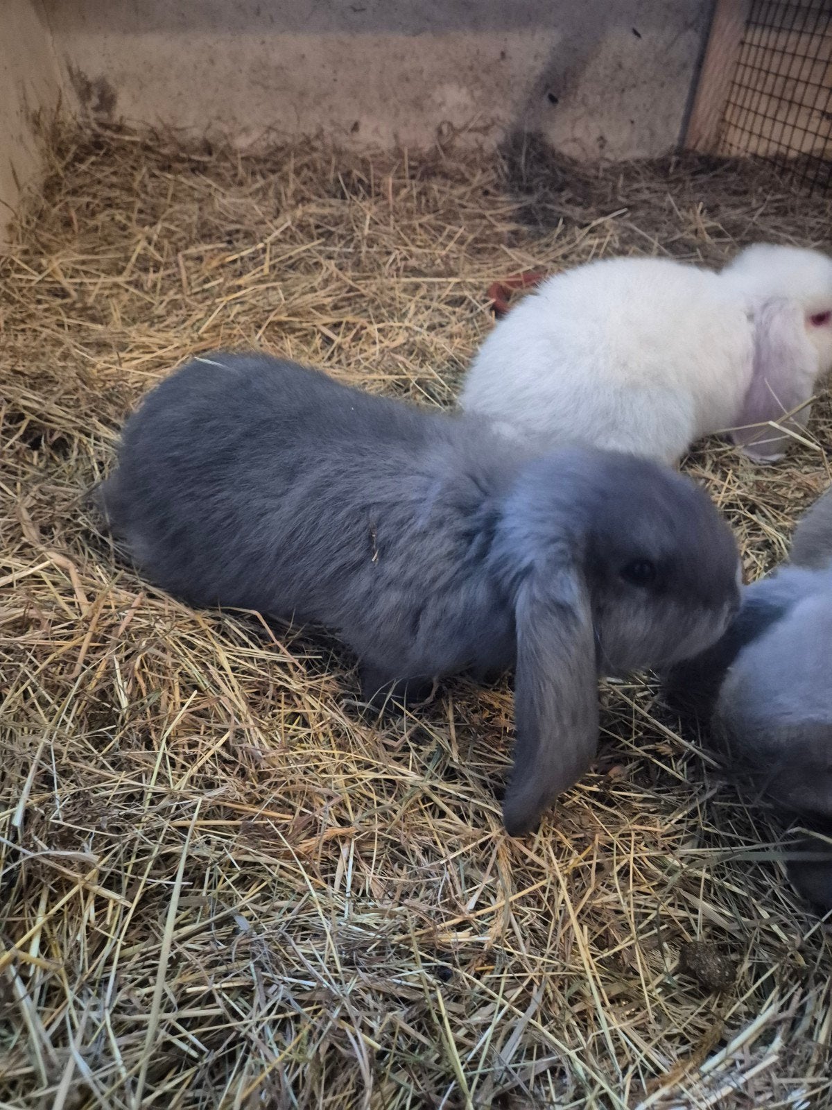 Franse Hangoor voedster, Dieren en Toebehoren, Konijnen, Vrouwelijk, Groot, Hangoor, 0 tot 2 jaar