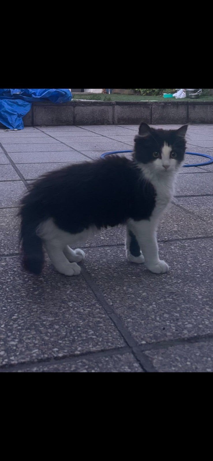 Katten, Dieren en Toebehoren, Ophalen