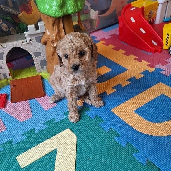Dwergpoedel pups, Dieren en Toebehoren, Poedel, Parvo, België, 8 tot 15 weken