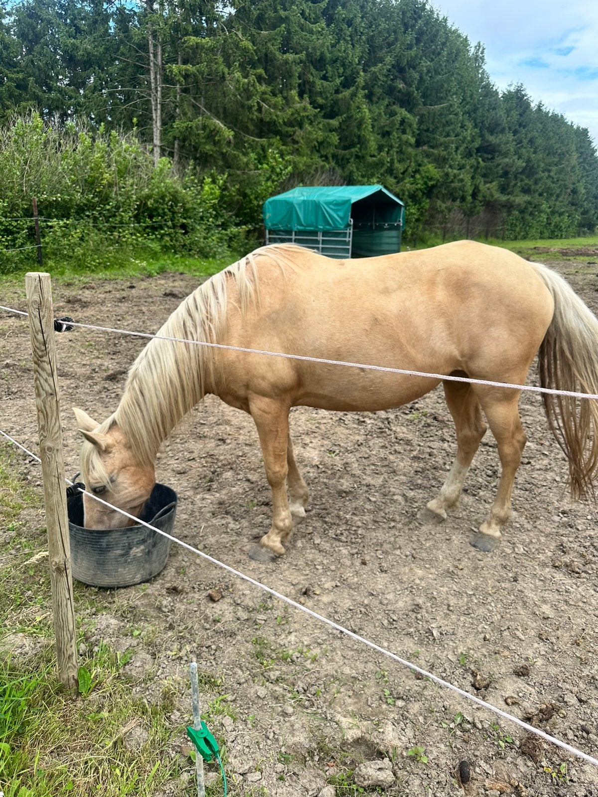 Spaanse palomino, Merrie, Minder dan 160 cm, 11 jaar of ouder