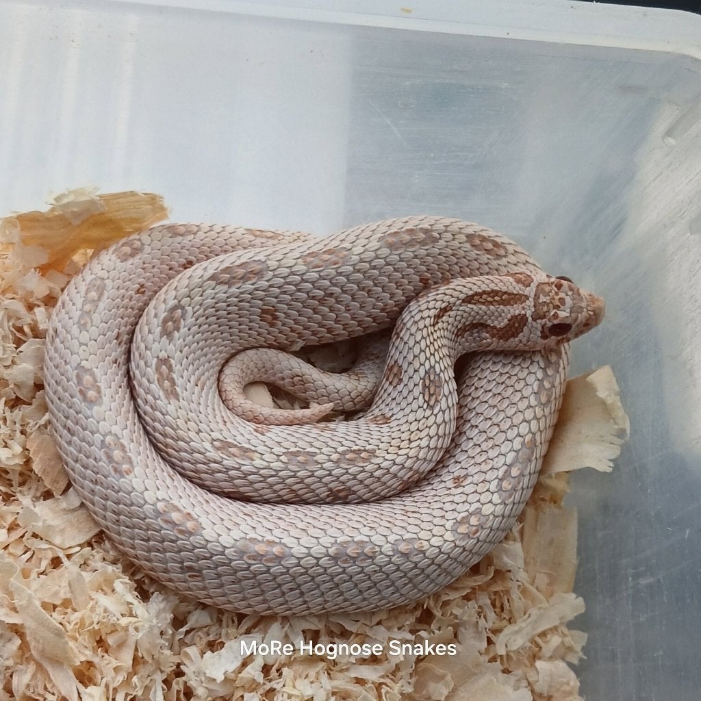 Heterodon nasicus Super artic albino conda kweekkoppel, Dieren en Toebehoren, Reptielen en Amfibieën, Slang, 3 tot 6 jaar